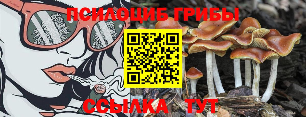 Псилоцибиновые грибы прущие грибы  Вход с VPN  Балахна 